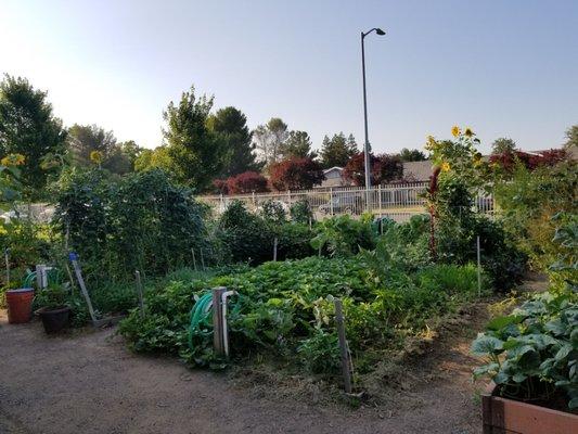 Our community garden. If you love gardening, you can have your own little spot!!