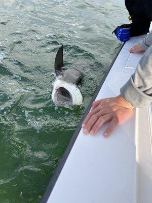 Lemon shark