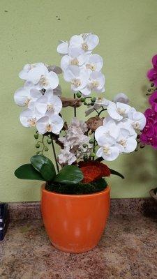 Another customer brought in their own pot! That's coral and a dried mushroom she said.