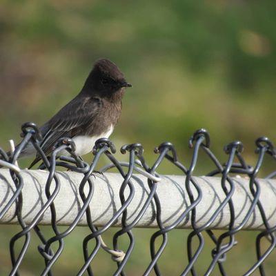 Black phoebe