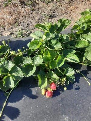 Fresh Strawberries $4/pound