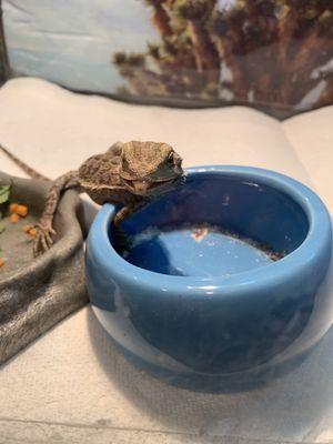 Baby bearded dragon with special needs due to both front legs being paralyzed