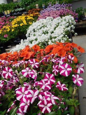 Up your curb appeal with beautiful flowers and plants from Gateway Garden & Home Center.