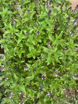 Thai Basil