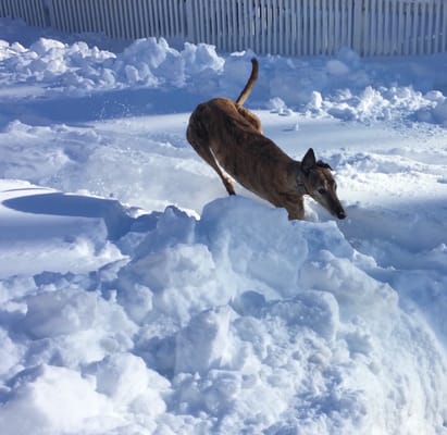 Bob the greyhound getting a chance to run in the snow before his street was plowed! Now, THAT'S living it up for a former racer!