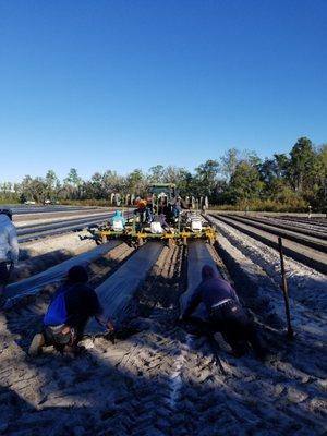 Preparing the land to grow tomatoes