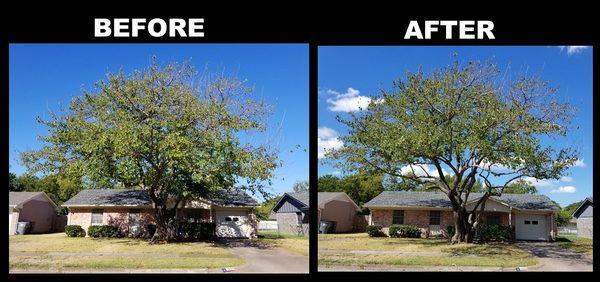 Tree in front yard!  Very happy with the service I got from Aaron's Tree Service!