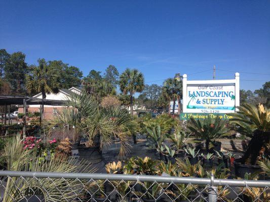 Gulf Coast Landscaping & Supply LLC/Wakulla Sod and Nursery  Crawfordville, FL
Landscaping  Nursery  Garden Supplies