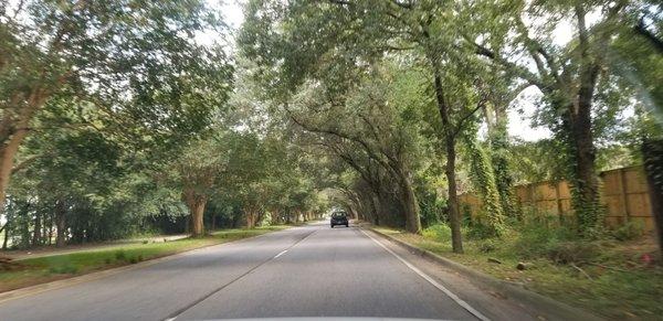 A main street with old trees