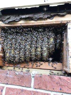 Tucker’s Happy Bee Removal and Apiary