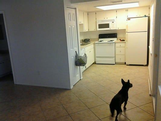 The kitchen. Sorry my pup gpt in the picture.