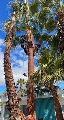 Palm tree cleaning give us a call!