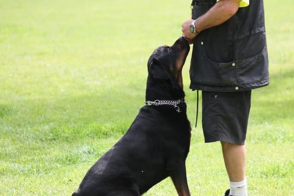 Lead trainer, Dave Ketterer, with a handsome Rotwieler trainee