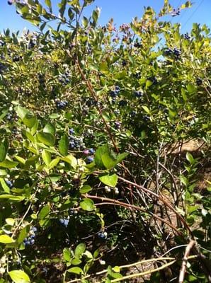 Blueberry bushes.