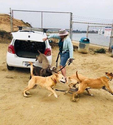 City Tails K9 Beach Club and Boarding