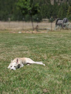 Scout enjoying "her" yard