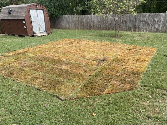 Sod installed over old pool spot!