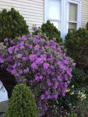 Rhodies in bloom by door may 2013