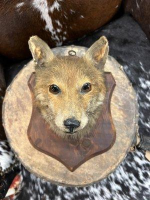 Taxidermy Fox