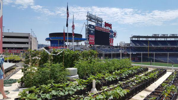 Rooftop Farm at Nats Park