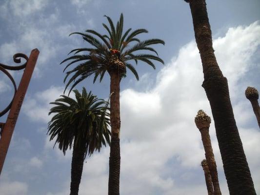 Canary Island Palm Tree Removal