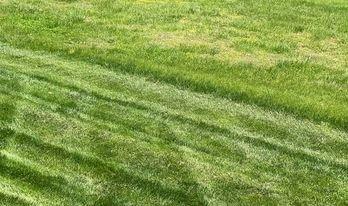 The Mr. Lawn difference, an un cared for lawn next to an organically fertilized lawn cared for by Mr. Lawn.