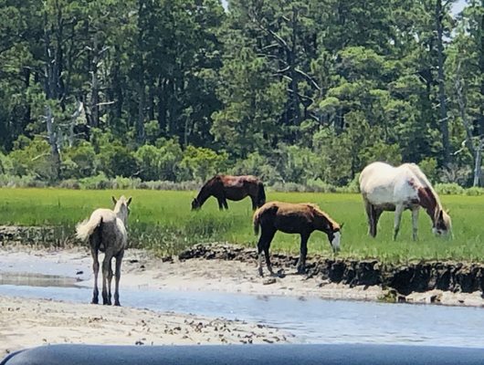 Ponies grazing