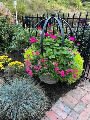 Gorgeous geraniums and calibrachoa.