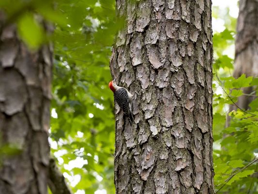 Red Bellied Woodpecker