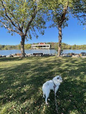 Walking the hound.