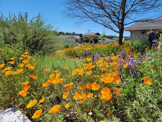 Native plantings.