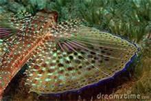 Flying Gurnard