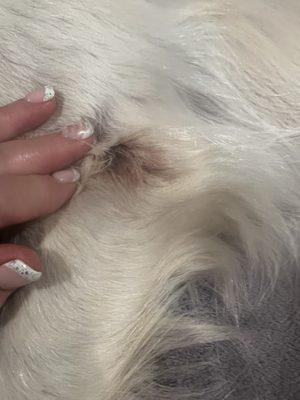 This is the gash Sophie had on her front leg with no mention of this to us . What was mentioned was a scab on her back leg