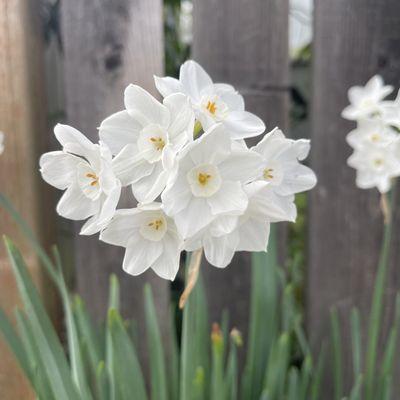 Paperwhites