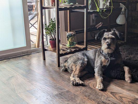 I take my terrier mix to see Joan every few months and he always comes back looking sharp.