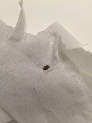 The bed bug I found in the bathroom... My friend found even more under his sheets in bed.