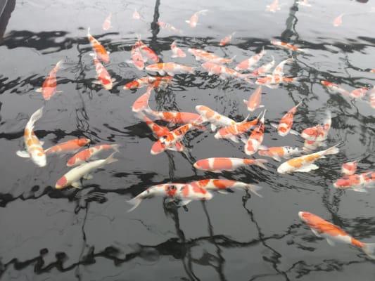 Quality Koi