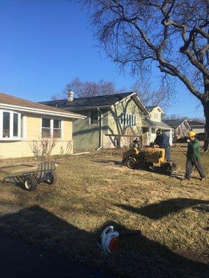 After picture Blue Spruce Down Neighbors Locust Trimmed, Maple down