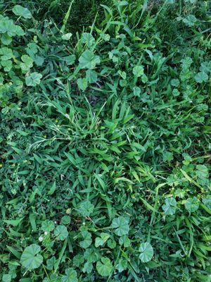 All crabgrass!