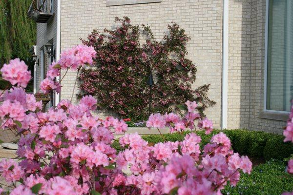 Beautiful spring planting and espalier tree in Inverness, IL