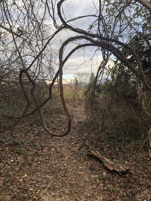 Path behind ball fields