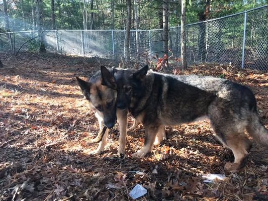 There is a fenced in wooded area for dogs to play & explore nature.