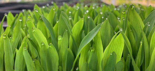 Microgreens at perfection.