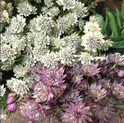 Assorted Astrantia