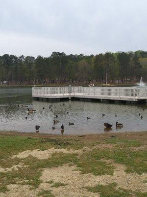 Viewing area and duck feeding area