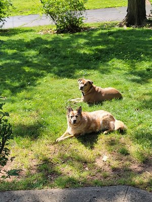 Nina & Sarge sun bathing in yard.