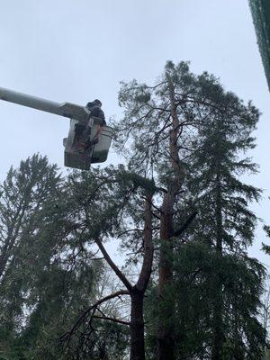 Charlie removing my double trunk tree