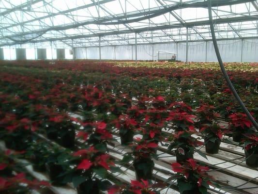 Gaddis Nursery