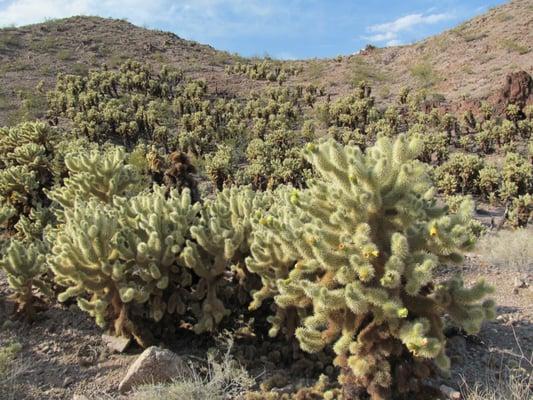 In May, the Teddy Bear Cholla flowers bloom