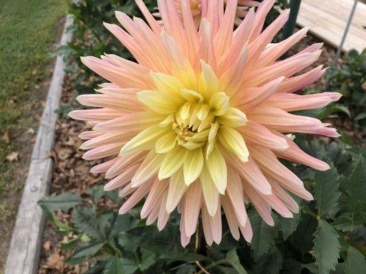 Dahlias bloom July through September